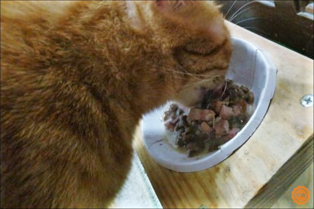 鮮肉先，超低敏│貓主食罐推薦：CANIDAE 無穀主食湯罐
