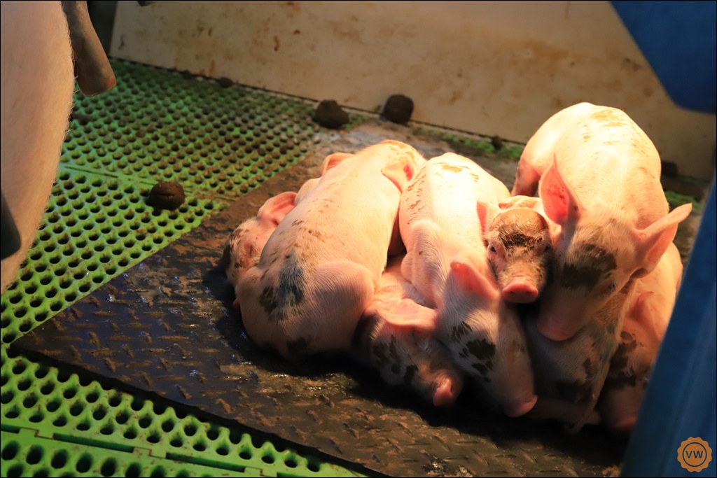 參訪 引領台灣邁向新型農業與循環經濟的歐式現代化豬隻養殖場：立富畜牧場 智慧畜禽技術