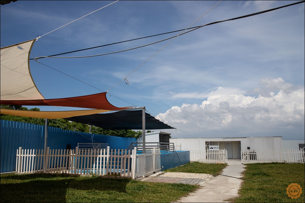 台中聚餐餐廳 寵物友善複合式餐廳推薦 動物空間Animal Space